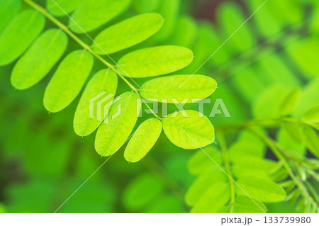 夏の山　緑色のニセアカシアの葉05 133739980