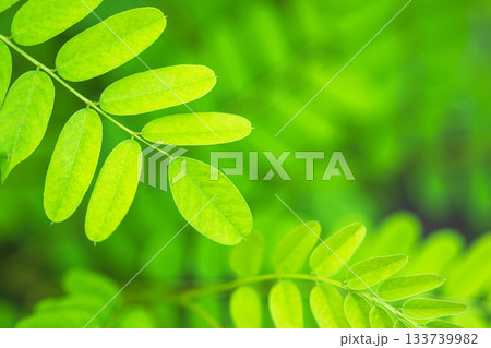 夏の山　緑色のニセアカシアの葉07 133739982