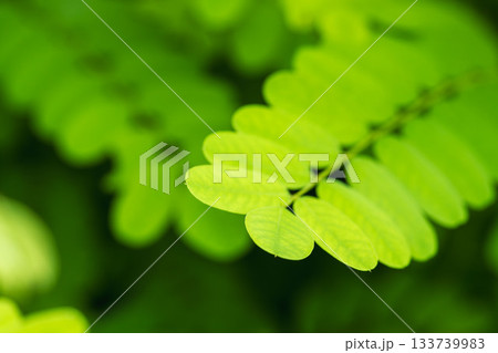 夏の山　緑色のニセアカシアの葉08 133739983