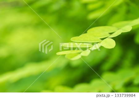 夏の山　緑色のニセアカシアの葉09 133739984