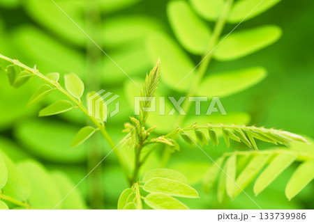 夏の山　緑色のニセアカシアの葉11 133739986