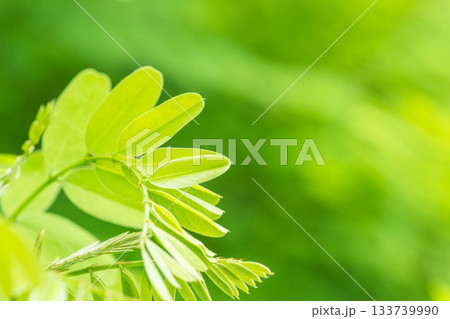 夏の山　緑色のニセアカシアの葉15 133739990