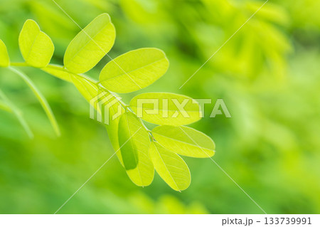 夏の山　緑色のニセアカシアの葉16 133739991