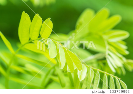 夏の山　緑色のニセアカシアの葉17 133739992
