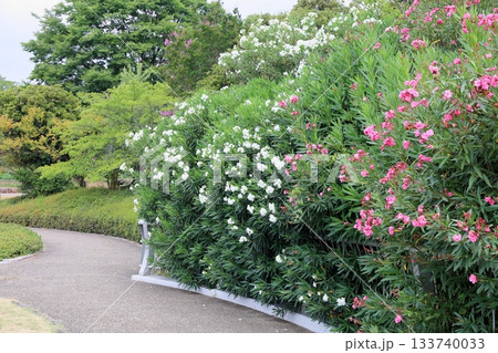 夏の公園 夾竹桃の花 夏の公園 夾竹桃の花 133740033