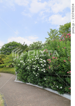 夏の公園 夾竹桃の花 夏の公園 夾竹桃の花 133740034