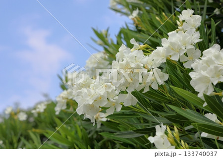 夏の公園 夾竹桃の花 夏の公園 夾竹桃の花 133740037