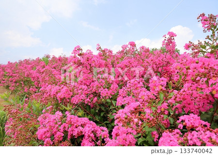 夏の公園 一才百日紅の花 夏の公園 一才百日紅の花 133740042