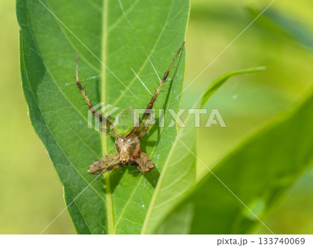 夏の山　草の上のサツマノミダマシ01 133740069