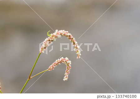 夏の川　水辺に咲くダデの小さな花01 133740100
