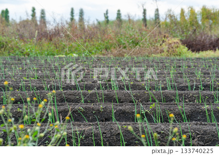 畝のねぎ 畝のねぎ 133740225