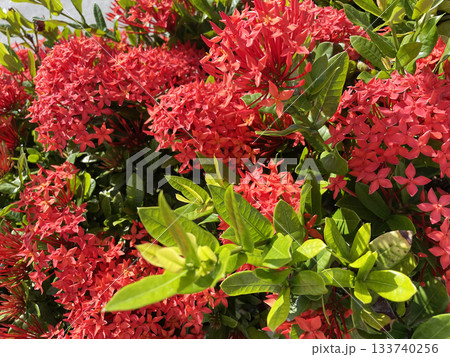 沖縄のサンダンカ1 133740256