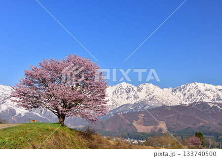 野平の一本桜 133740500