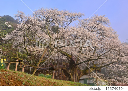 三隅太平桜 133740504