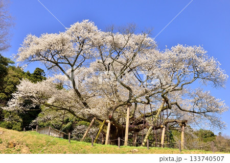 三隅太平桜 133740507