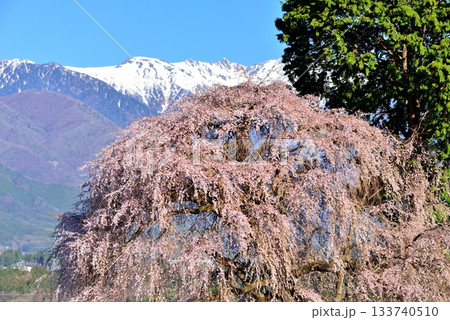 吉瀬のしだれ桜 吉瀬のしだれ桜 133740510