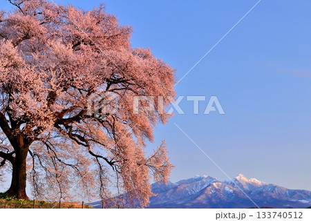 わに塚の一本桜 わに塚の一本桜 133740512