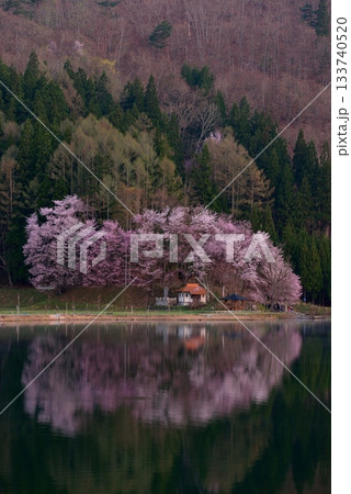 中綱湖の大山桜 中綱湖の大山桜 133740520