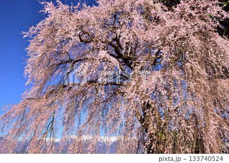 吉瀬のしだれ桜 133740524