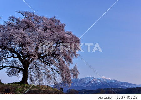 わに塚の一本桜 133740525