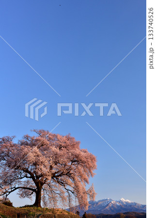 わに塚の一本桜 わに塚の一本桜 133740526