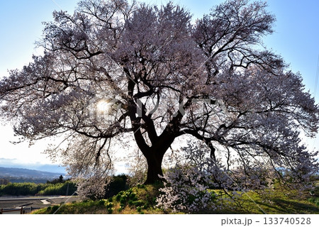 わに塚の一本桜 133740528