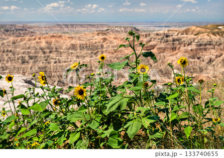 Yellow wild sunflowers blooming at Pinnacles Overlook in Badlands National Park, South Dakota. Rugged sedimentary rock formations stretch into the distance 133740655