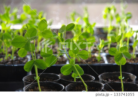 エンドウ豆の発芽　グリンピースの発芽 133741055