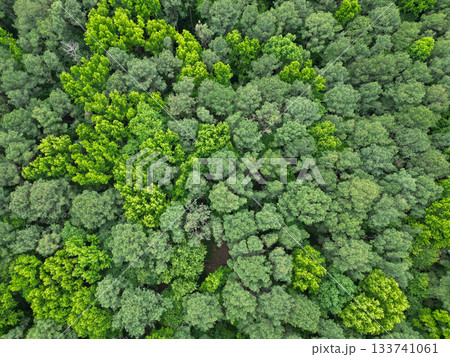 Natural scenery of tropical green forest. Aerial top view forest tree. Rainforest ecosystem and healthy environment. Background of green tree forest. Summer green tree in forest. Exotic wildlife 133741061