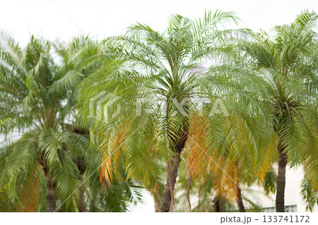 Palm tree. Summer vacation in Miami south beach, Florida. Palm tree of California. Tropical beach. Tropical outdoor scene with palm tree. Tropical summer vacation. Exotic nature. Selective focus Palm tree. Summer vacation in Miami south beach, Florida. Palm tree of California. Tropical beach. Tropical outdoor scene with palm tree. Tropical summer vacation. Exotic nature. Selective focus 133741172