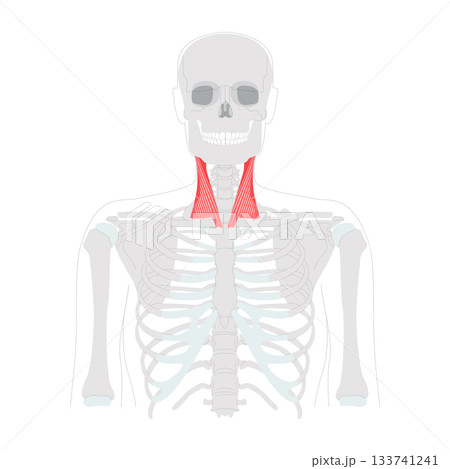 Sternocleidomastoid - Human neck muscle anatomy chart, with two heads originating from sternum and clavicle 133741241