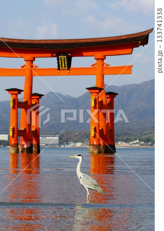 厳島神社の鳥居とアオサギ 133741338