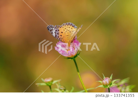 満開のコスモスの蜜を吸うツマグロヒョウモン メス 133741355