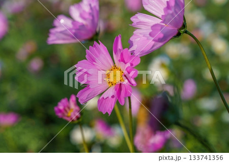 光を浴びて輝く満開の花びらが筒状のピンクのコスモス 光を浴びて輝く満開の花びらが筒状のピンクのコスモス 133741356