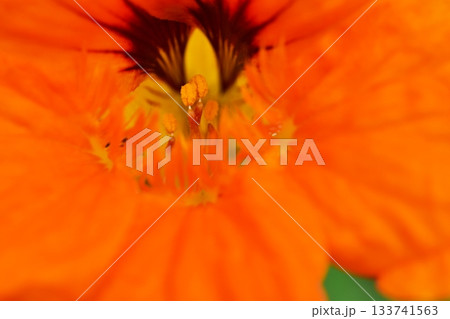 ナスタチウムの花の中心のアップ 133741563