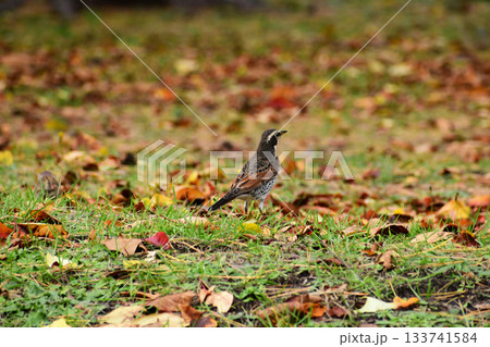 紅葉の頃のツグミ 133741584