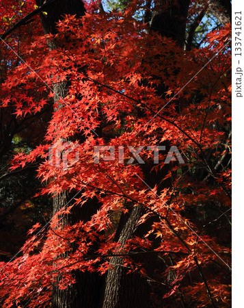 紅葉したもみじ 133741621