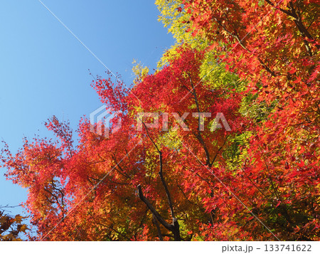 青空と真っ赤な紅葉 133741622