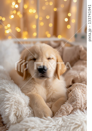 ベッドの上でぐっすり眠るゴールデンレトリバーの子犬 133741941