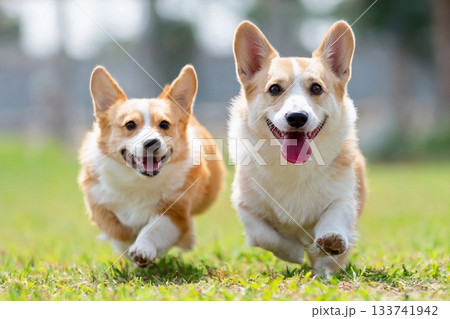 芝生の上を元気に走る2匹のコーギーの笑顔 133741942