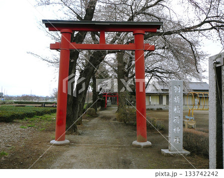 埼玉県：羽折稲荷神社上社／桜が咲く参道と鳥居／鶴ヶ島市高倉 133742242