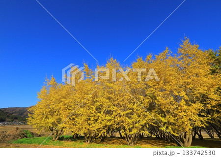 紅葉したギンナン栽培用銀杏畑 133742530