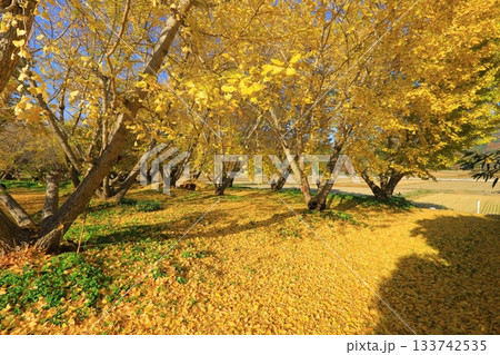 紅葉したギンナン栽培用銀杏畑 紅葉したギンナン栽培用銀杏畑 133742535