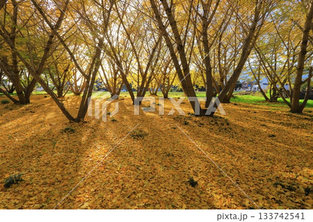 紅葉したギンナン栽培用銀杏畑 133742541