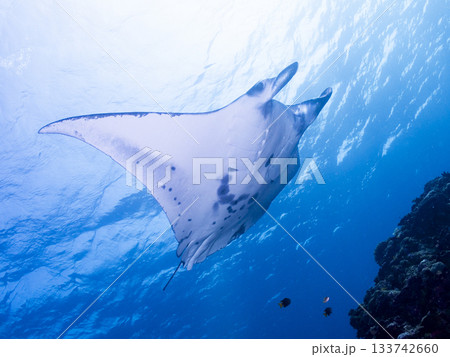 飛んでいくマンタ 133742660