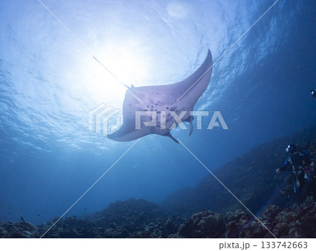 去っていくマンタ 133742663