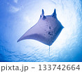 マンタを下から 133742664