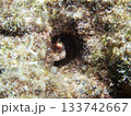 モンツキカエルウオ 133742667