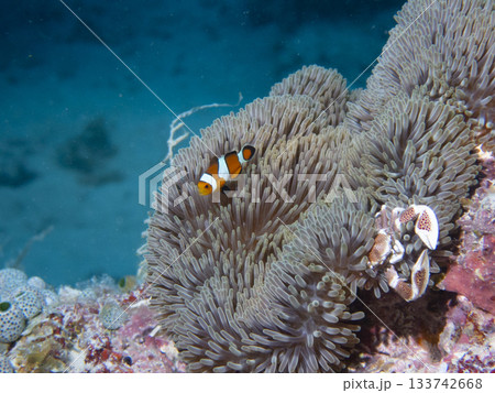 同じイソギンチャクに住むクマノミとカニ 133742668