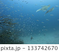 産卵のために魚礁に近づくアオリイカ 133742670